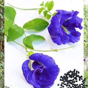 100 Butterfly Pea Flower Seeds - HOA Dau Biec - Blue Butterfly Pea Vine Seeds (Clitoria Ternatea) Asian Pigeonwings -Tropical Vine Plant Seeds- Edible Flower Seeds