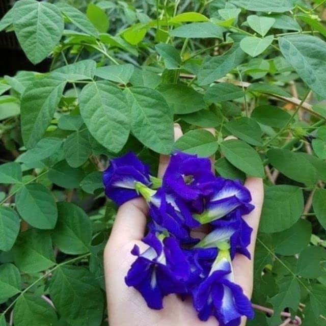 100 Butterfly Pea Flower Seeds - HOA Dau Biec - Blue Butterfly Pea Vine Seeds (Clitoria Ternatea) Asian Pigeonwings -Tropical Vine Plant Seeds- Edible Flower Seeds