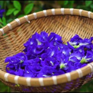 100 Butterfly Pea Flower Seeds - HOA Dau Biec - Blue Butterfly Pea Vine Seeds (Clitoria Ternatea) Asian Pigeonwings -Tropical Vine Plant Seeds- Edible Flower Seeds