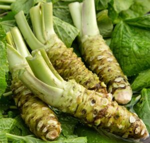 500+ horseradish wasabi seeds for planting vegetable seeds