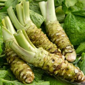 500+ Horseradish Wasabi Seeds for Planting Vegetable Seeds