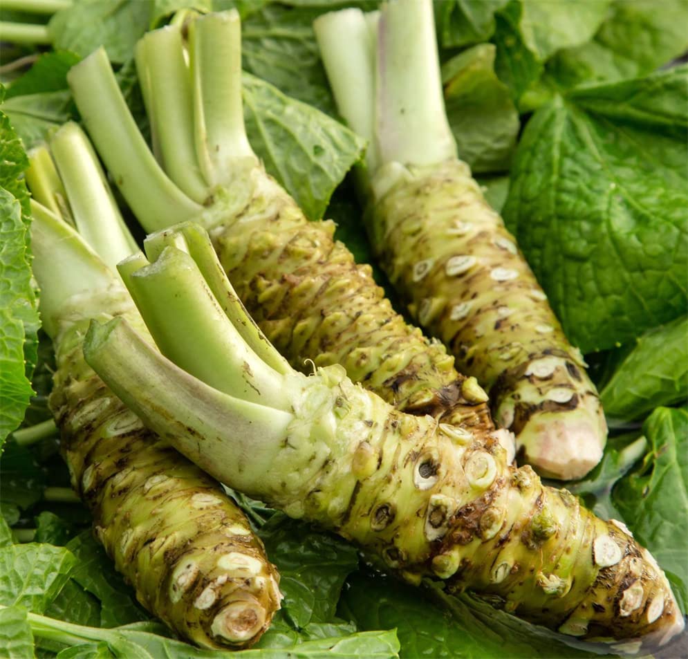 500+ Horseradish Wasabi Seeds for Planting Vegetable Seeds