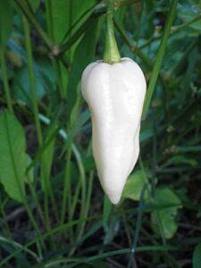 bhut jolokia, white ghost chili pepper, world's hottest pepper, capsicum chinense (seeds) (10 seeds)