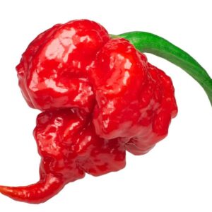 Bobby Courtyard Carolina Reaper Seeds | 200 Carolina Reaper Seeds for Planting | Non GMO Hottest Pepper Seeds