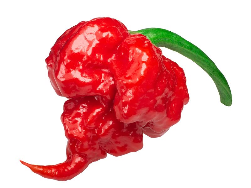 Bobby Courtyard Carolina Reaper Seeds | 200 Carolina Reaper Seeds for Planting | Non GMO Hottest Pepper Seeds