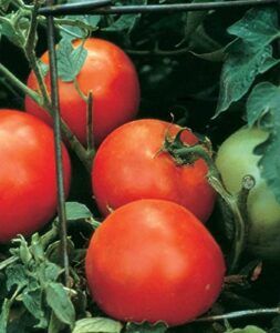 burpee celebrity hybrid tomato seeds | red tomato slicer | 35 non-gmo seeds for planting | disease-resistant and award-winning variety | big juicy tomato for summer sandwiches