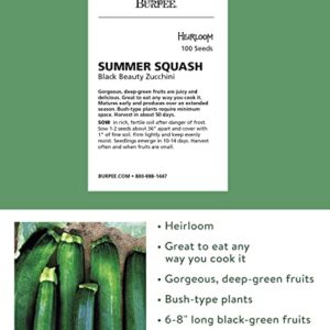 Burpee Black Beauty Zucchini Summer Squash Seeds 100 seeds