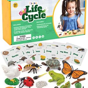 GLINGLONG Life Cycle Kit Toy Montessori - Realistic Figurine Toys, Kids Figure Animal Match Set with Frog, Ladybug, & More - Includes 24-Piece Animals, Educational & Fun Matching Game for Children 3+