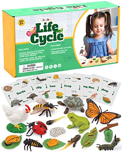 GLINGLONG Life Cycle Kit Toy Montessori - Realistic Figurine Toys, Kids Figure Animal Match Set with Frog, Ladybug, & More - Includes 24-Piece Animals, Educational & Fun Matching Game for Children 3+