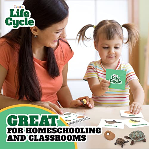 GLINGLONG Life Cycle Kit Toy Montessori - Realistic Figurine Toys, Kids Figure Animal Match Set with Frog, Ladybug, & More - Includes 24-Piece Animals, Educational & Fun Matching Game for Children 3+