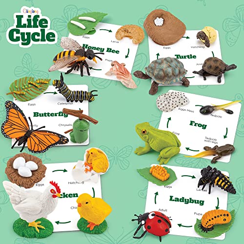 GLINGLONG Life Cycle Kit Toy Montessori - Realistic Figurine Toys, Kids Figure Animal Match Set with Frog, Ladybug, & More - Includes 24-Piece Animals, Educational & Fun Matching Game for Children 3+