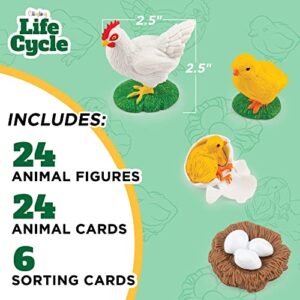 GLINGLONG Life Cycle Kit Toy Montessori - Realistic Figurine Toys, Kids Figure Animal Match Set with Frog, Ladybug, & More - Includes 24-Piece Animals, Educational & Fun Matching Game for Children 3+