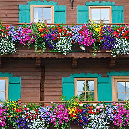 1000+ Petunia Seeds Mixed - 8 Colored Flower Annual Petunia Climbing Flower Seeds for Hanging Basket