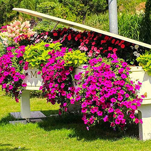 1000+ Petunia Seeds Mixed - 8 Colored Flower Annual Petunia Climbing Flower Seeds for Hanging Basket