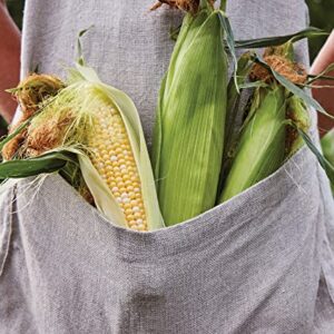 Burpee On Deck Sweet Corn Seeds 50 seeds