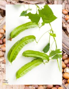 100 seeds winged bean - dau rong - dragon bean - four angled bean - psophocarpus tetragonolobus - manila dragon bean | non gmo | organic | heirloom high germination diy tree plant seedling garden