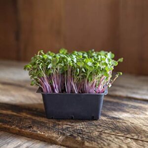 Rainbow Radish Sprouting Seeds Mix | Heirloom Non-GMO Seeds for Sprouting & Microgreens | Contains Red Arrow, Purple Triton & White Daikon Radish Seeds 1 lb Resealable Bag | Rainbow Heirloom Seed Co.