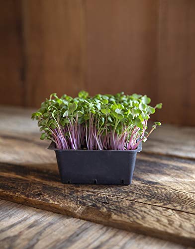 Rainbow Radish Sprouting Seeds Mix | Heirloom Non-GMO Seeds for Sprouting & Microgreens | Contains Red Arrow, Purple Triton & White Daikon Radish Seeds 1 lb Resealable Bag | Rainbow Heirloom Seed Co.