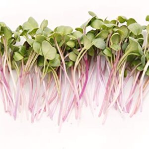 Rainbow Radish Sprouting Seeds Mix | Heirloom Non-GMO Seeds for Sprouting & Microgreens | Contains Red Arrow, Purple Triton & White Daikon Radish Seeds 1 lb Resealable Bag | Rainbow Heirloom Seed Co.