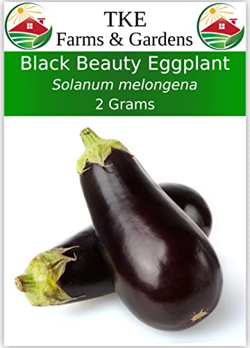 TKE Farms - Black Beauty Eggplant Seeds for Planting, 2 Grams ≈ 400 Seeds, Solanum melongena