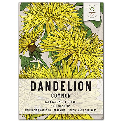 Seed Needs, 10,000+ Common Dandelion Herb Seeds for Planting (Taraxacum officinale) - Non-GMO - Bulk