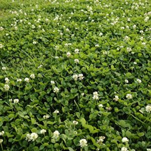 outsidepride white dutch clover seed for erosion control, ground cover, lawn alternative, pasture, forage, & more - 2 lbs