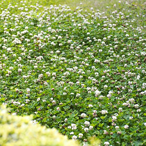 Outsidepride White Dutch Clover Seed for Erosion Control, Ground Cover, Lawn Alternative, Pasture, Forage, & More - 2 LBS