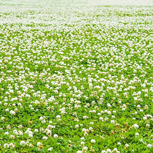 Outsidepride White Dutch Clover Seed for Erosion Control, Ground Cover, Lawn Alternative, Pasture, Forage, & More - 2 LBS