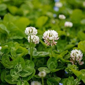 Outsidepride White Dutch Clover Seed for Erosion Control, Ground Cover, Lawn Alternative, Pasture, Forage, & More - 2 LBS