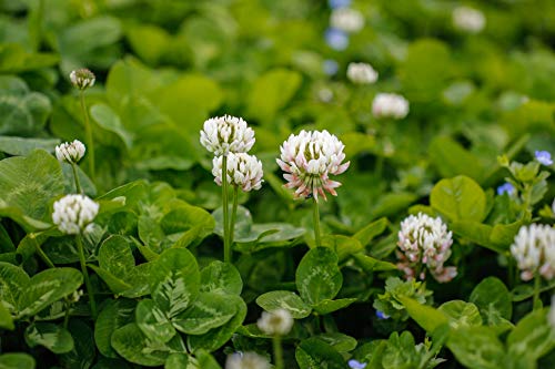 Outsidepride White Dutch Clover Seed for Erosion Control, Ground Cover, Lawn Alternative, Pasture, Forage, & More - 2 LBS