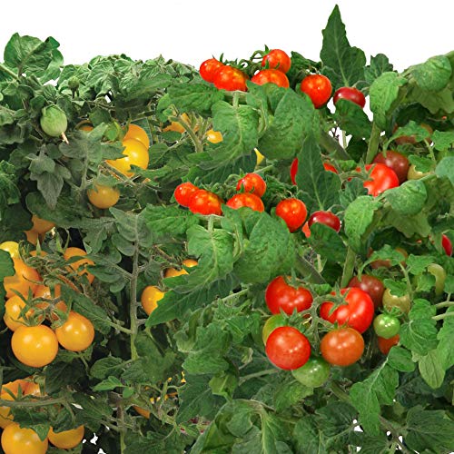 AeroGarden Red & Golden Cherry Tomato Seed Pod Kit (12-pod)