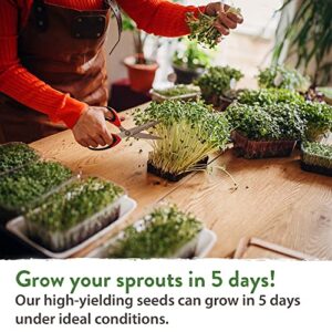 Broccoli Seeds for Sprouting or Microgreens - High Germination Sprout Seeds | Heirloom & Non-GMO | Nutritious Micro Greens Seeds - Broccoli Sprouts in 5 Days - Sulforaphane Rich