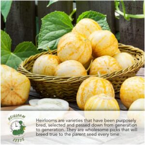 Seed Needs, Luffa Gourd Seeds for Planting (Luffa aegyptiaca) Single Package of 25 Seeds - Heirloom, Non-GMO & Untreated - Grow Your Own Sponges