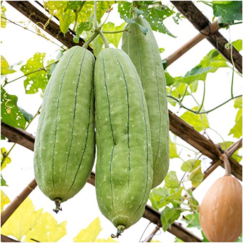 Seed Needs, Luffa Gourd Seeds for Planting (Luffa aegyptiaca) Single Package of 25 Seeds - Heirloom, Non-GMO & Untreated - Grow Your Own Sponges