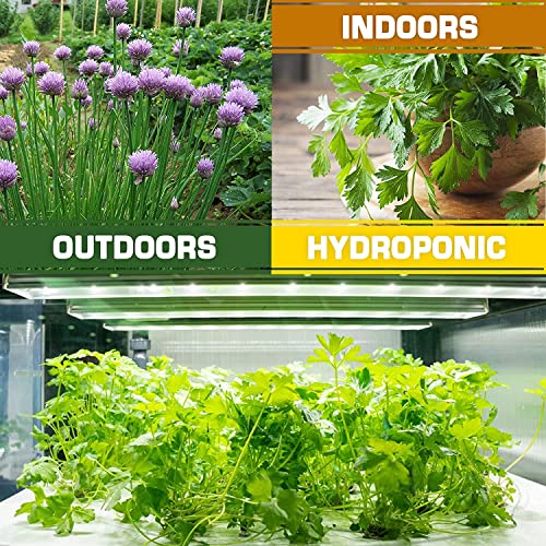 Most Popular Heirloom Non GMO Tea and Herb Seeds for Planting Indoor and Outdoor Garden