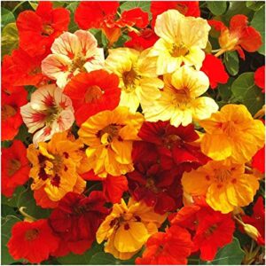 Seed Needs, 350+ Nasturtium Seeds for Planting - Jewel Mixture (Tropaeolum nanum) Non-GMO, Easy to Grow Mix, Attracts Pollinators - Bulk