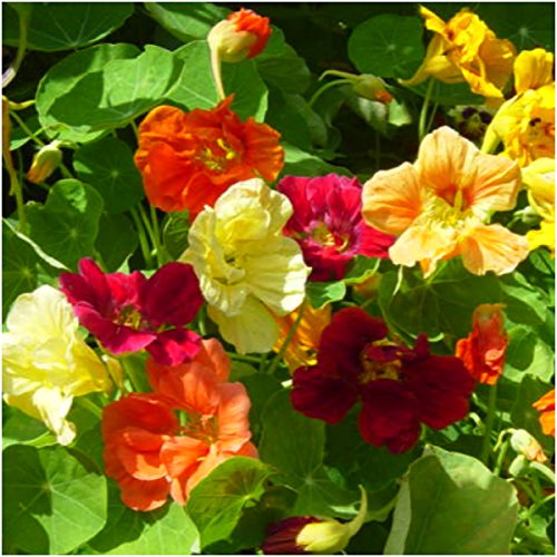 Seed Needs, 350+ Nasturtium Seeds for Planting - Jewel Mixture (Tropaeolum nanum) Non-GMO, Easy to Grow Mix, Attracts Pollinators - Bulk