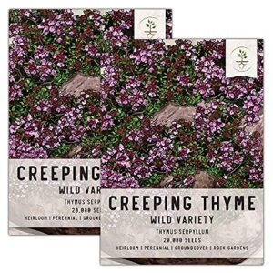seed needs, wild creeping thyme seeds for planting (thymus serpyllum) twin pack of 20,000 seeds - heirloom & open pollinated
