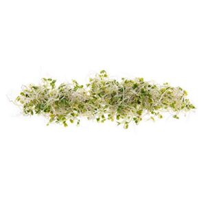 Broccoli Seeds for Sprouting & Microgreens | Waltham 29 Variety | Non GMO & Heirloom Seeds | Bulk 1 LB (16 oz) Resealable Bag | Rainbow Heirloom Seed Co.
