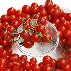 30+ Sweet Pea Currant Tomato Seeds, Heirloom Non-GMO, Extra Sweet and Heavy-Yielding, Low Acid, Indeterminate, Open-Pollinated, Long Season, Super Delicious, from USA