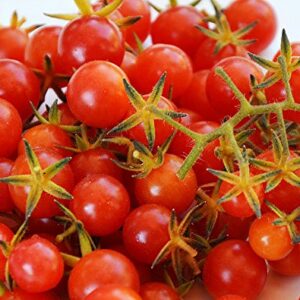 30+ Sweet Pea Currant Tomato Seeds, Heirloom Non-GMO, Extra Sweet and Heavy-Yielding, Low Acid, Indeterminate, Open-Pollinated, Long Season, Super Delicious, from USA