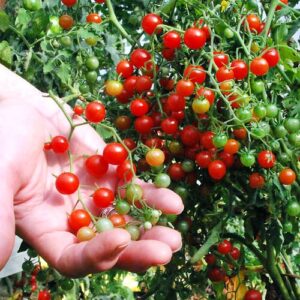 30+ Sweet Pea Currant Tomato Seeds, Heirloom Non-GMO, Extra Sweet and Heavy-Yielding, Low Acid, Indeterminate, Open-Pollinated, Long Season, Super Delicious, from USA