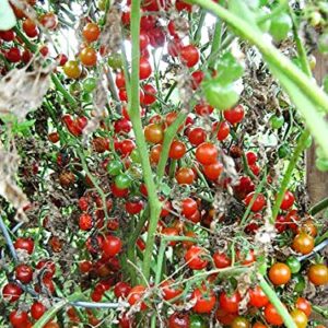 30+ Sweet Pea Currant Tomato Seeds, Heirloom Non-GMO, Extra Sweet and Heavy-Yielding, Low Acid, Indeterminate, Open-Pollinated, Long Season, Super Delicious, from USA