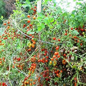 30+ Sweet Pea Currant Tomato Seeds, Heirloom Non-GMO, Extra Sweet and Heavy-Yielding, Low Acid, Indeterminate, Open-Pollinated, Long Season, Super Delicious, from USA