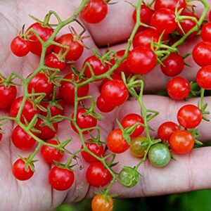 30+ Sweet Pea Currant Tomato Seeds, Heirloom Non-GMO, Extra Sweet and Heavy-Yielding, Low Acid, Indeterminate, Open-Pollinated, Long Season, Super Delicious, from USA