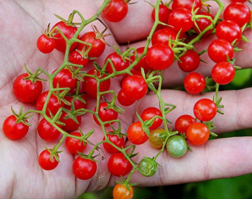 30+ Sweet Pea Currant Tomato Seeds, Heirloom Non-GMO, Extra Sweet and Heavy-Yielding, Low Acid, Indeterminate, Open-Pollinated, Long Season, Super Delicious, from USA