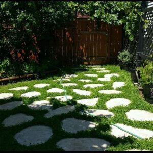 Outsidepride Perennial White Miniclover Lawn Clover & Ground Cover Seeds - 5 LBS, Green