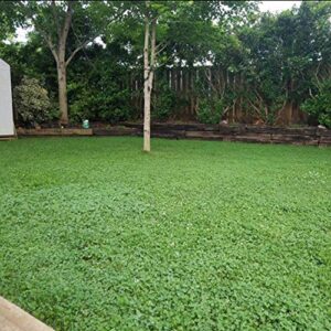 Outsidepride Perennial White Miniclover Lawn Clover & Ground Cover Seeds - 5 LBS, Green