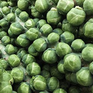 TKE Farms - Brussel Sprout Seeds for Planting, Long Island Improved, 3 Grams ≈ 750 Seeds, Brassica oleracea VAR. gemmifera