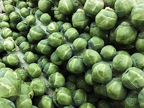 TKE Farms - Brussel Sprout Seeds for Planting, Long Island Improved, 3 Grams ≈ 750 Seeds, Brassica oleracea VAR. gemmifera